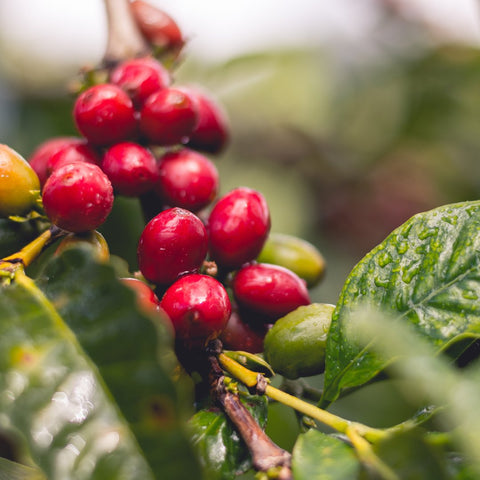 Christmas on a Coffee Farm