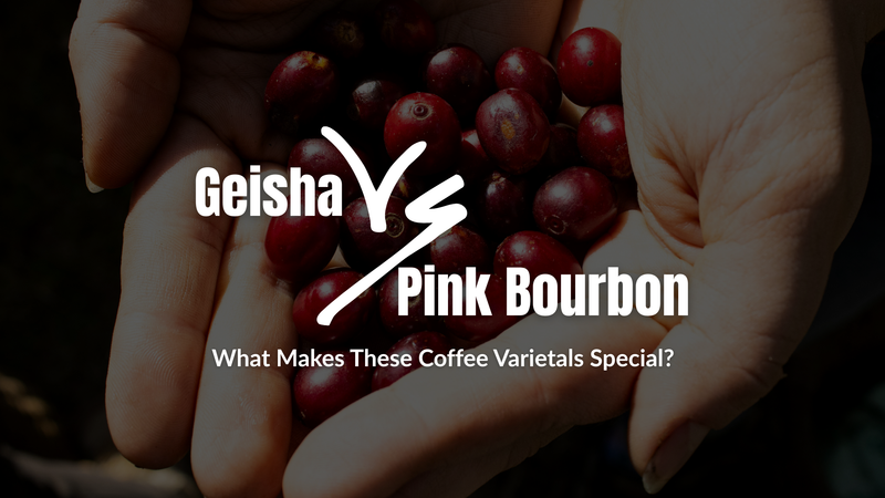 Geisha vs Pink Bourbon - What Makes These Coffee Varietals Special? - Five Star Coffee Roasters