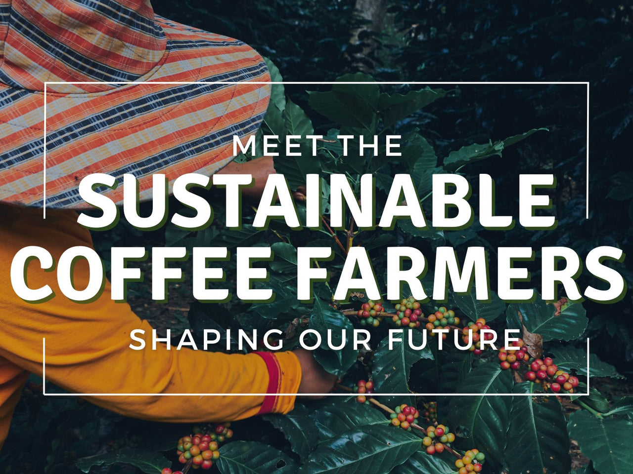 Coffee Farm Science Coffee Origins and Coffee Farm Stories