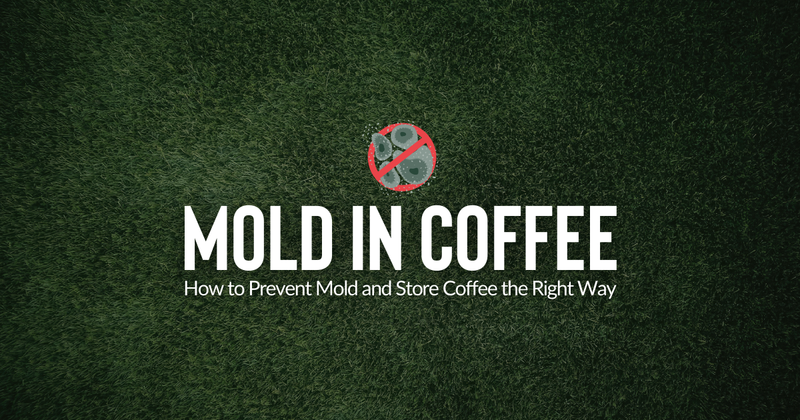 Mold in Coffee: How to Prevent Mold and Store Coffee the Right Way