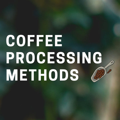 Washed, Honey, Natural? What Does Coffee Processing Mean?